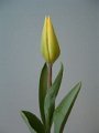 61 Y